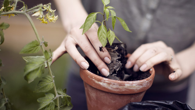 To hender som planter i en blomterpotte.