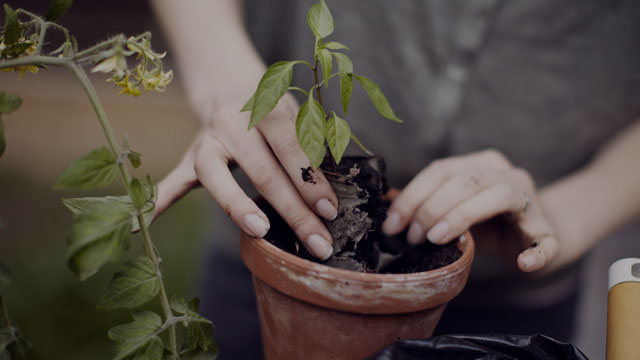 Kvinne som planter i en potte.